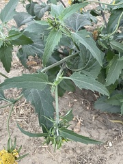 Verbesina encelioides