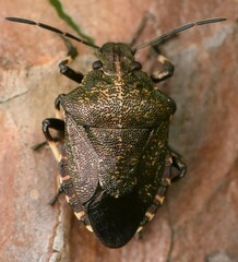 Rhacognathus punctatus