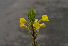Oenothera rubricaulis