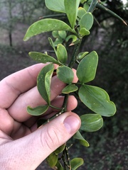 Balanites aegyptiaca