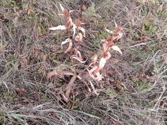 Gentiana macrophylla