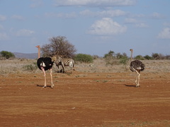 Struthio camelus massaicus