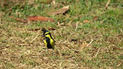 Machlolophus xanthogenys