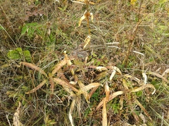 Gentiana macrophylla