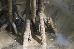 Periophthalmus argentilineatus