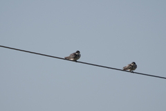 Tachycineta leucorrhoa