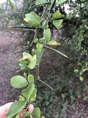 Balanites aegyptiaca