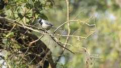 Parus cinereus