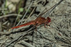 Crocothemis sanguinolenta