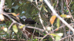 Garrulax leucolophus