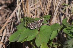 Burnsius orcynoides