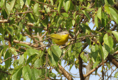 Phylloscopus xanthoschistos