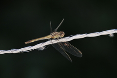 Erythrodiplax nigricans