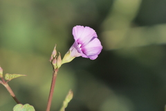 Ipomoea grandifolia
