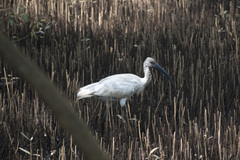 Threskiornis melanocephalus