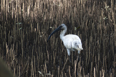 Threskiornis melanocephalus