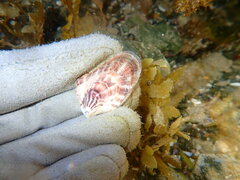 Pinctada maculata