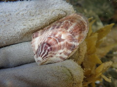 Pinctada maculata