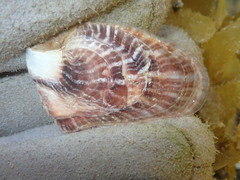 Pinctada maculata