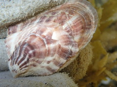 Pinctada maculata