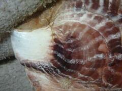 Pinctada maculata