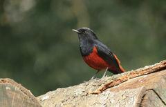 Phoenicurus leucocephalus