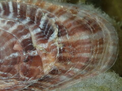Pinctada maculata