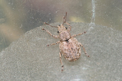 Strophosoma capitatum