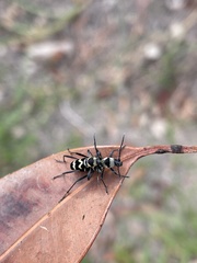 Chlorophorus curtisi