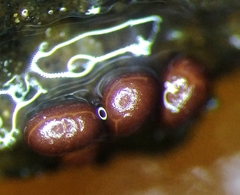 Perichaena corticalis