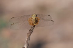 Erythrodiplax corallina