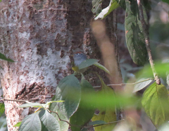 Phylloscopus castaniceps