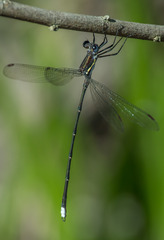 Chlorolestes conspicuus