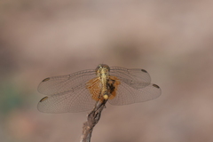 Erythrodiplax corallina