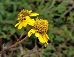 Zaluzania
