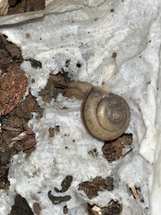 Bradybaena similaris