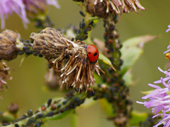 Coccinella quinquepunctata
