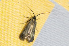 Adela reaumurella