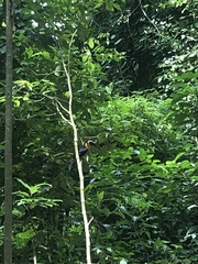 Ramphastos vitellinus ariel