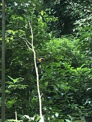 Ramphastos vitellinus ariel