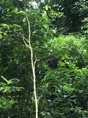 Ramphastos vitellinus ariel