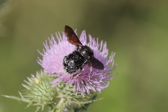 Bombus pauloensis