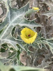 Argemone mexicana