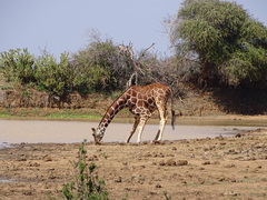 Giraffa camelopardalis reticulata