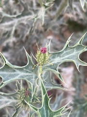Argemone mexicana