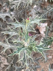 Argemone mexicana