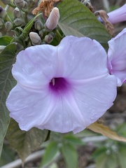 Ipomoea carnea