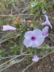 Ipomoea carnea