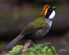 Arremon brunneinucha