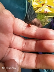 Cycloneda emarginata